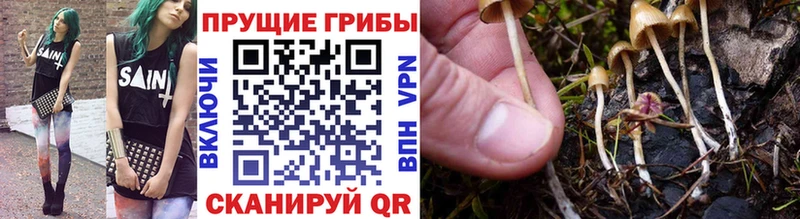 Псилоцибиновые грибы Psilocybine cubensis  Электросталь 
